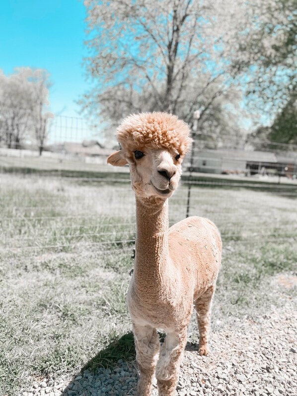 Wilbur, enjoying some sunshine.