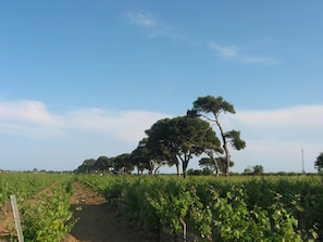 Vingård