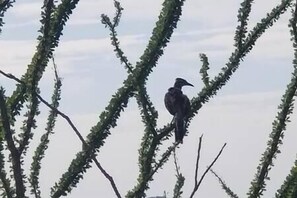 Road Runner in Ocotillo