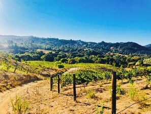 Stunning views of grape vinyards, olive, avocado, and tangerine groves