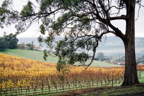 Peaceful vineyard setting, but still still so close to the city (just 10 minutes from Launceston)