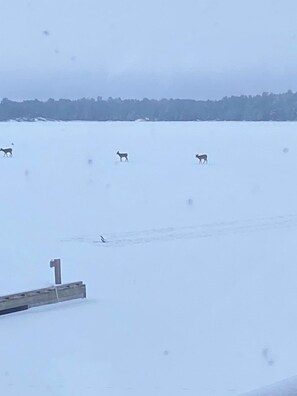 Winter scene