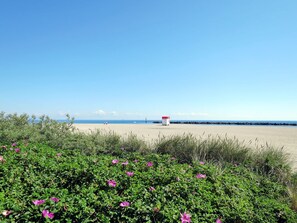 Bleu, Fleur, Horizon, Plage, Rose, Mer, Cotiers Et Relief Océaniques, Côte, Océan, Rive