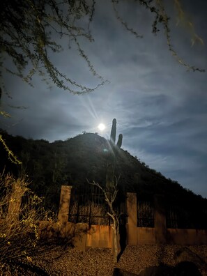 Sit outside under your palo verde  tree.