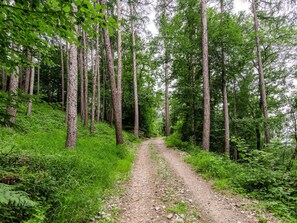 Plante, Communauté Des Plantes, Arbre, Bois, Terrestre Des Plantes, Paysage Naturel, Tronc, Biome, Suppression Des Plantes Ligneuses, À Feuilles Caduques