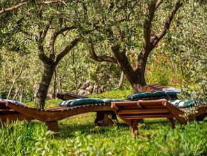Plant, Outdoor Bench, Leaf, Botany, Tree, Wood, Outdoor Furniture, Natural Landscape, Shade, Grass