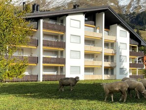 Bâtiment, Plante, Fenêtre, Arbre, Jaune, Maison, Lot Terre, Herbe, Zone Résidentielle, Façade