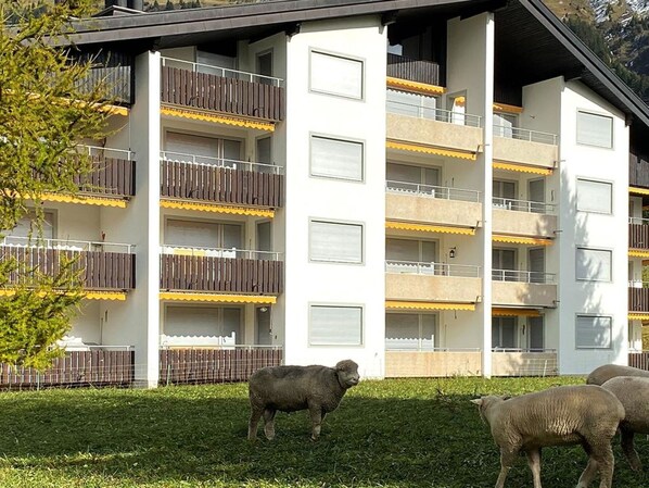 Gebäude, Eigentum, Fenster, Pflanze, Weiss, Grün, Gelb, Haus, Gras, Baum