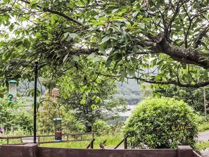 Plant, Leaf, Branch, Botany, Shade, Natural Landscape, Trunk, Grass, Tree, Woody Plant