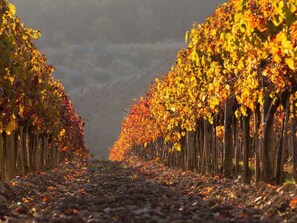 Pflanze, Pflanzengemeinschaft, Natürliche Landschaft, Holz, Baum, Biome, Laub, Atmosphärisches Phänomen, Kofferraum