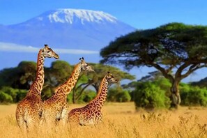 Go on Safari in South Africa