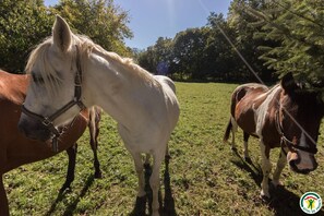 Chevaux.Gîte.Le.Moulin.De.Cabanis.Saint.Marcet