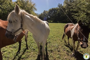 Chevaux.GĂźte.Le.Moulin.De.Cabanis.Saint.Marcet