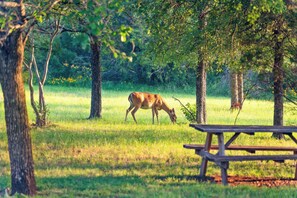 Tranquil scenery will provide the perfect backdrop for your visit to Marble Falls