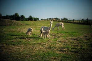 Alpacas