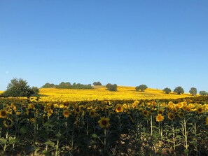 Sunflower fields