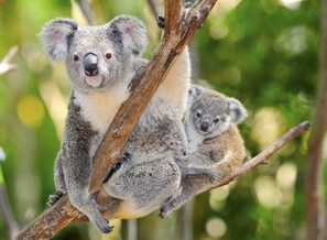 Lone Pine Koala Sanctuary just a short drive from the house