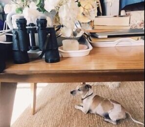 Pet-friendly