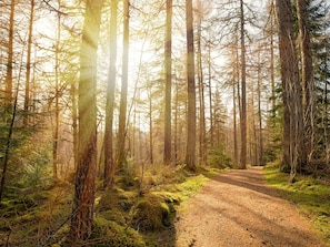Blatt, Baum, Grün, Natur, Natürlichen Umgebung, Ast, Natürliche Landschaft, Holz, Wald, Vegetation