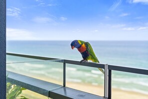 Enjoy the pleasant company of a parrots in the morning