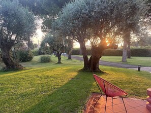 Plant, Atmosphere, Leaf, Natural Landscape, Branch, Tree, Vegetation, Grass, Sunlight