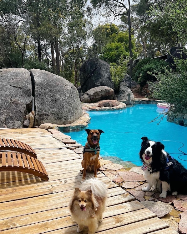 dog friendly swimming pool