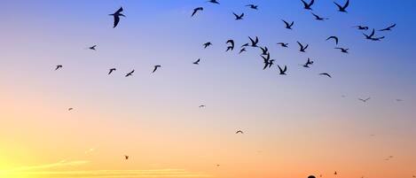 sunsets like watercolor dreams