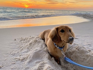 Small Dog friendly (must be under 25 pounds and pay a pet fee)