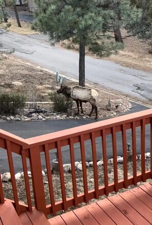 Guest photo of Elk that visit regularly