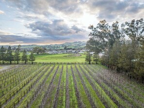 This vineyard behind the house is where Bump Vineyards grows their Pinot Noir grapes