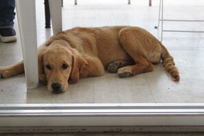 Pet-friendly