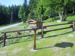 Trädgård