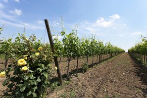 Vista dalla struttura