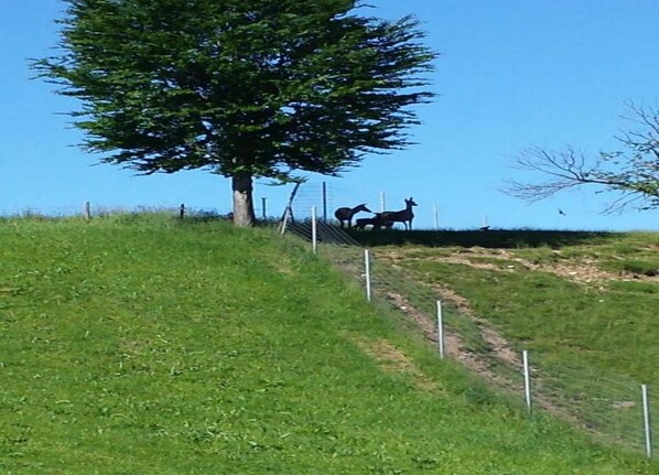 View from property