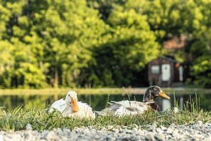 Ducks by pond