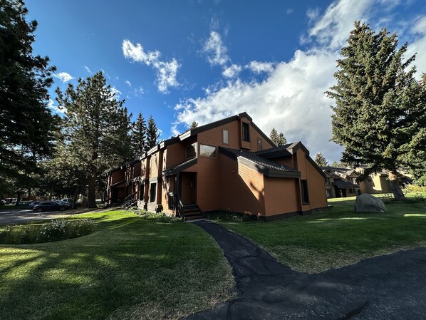 Tree, Fir, Neighborhood, Grass, Building