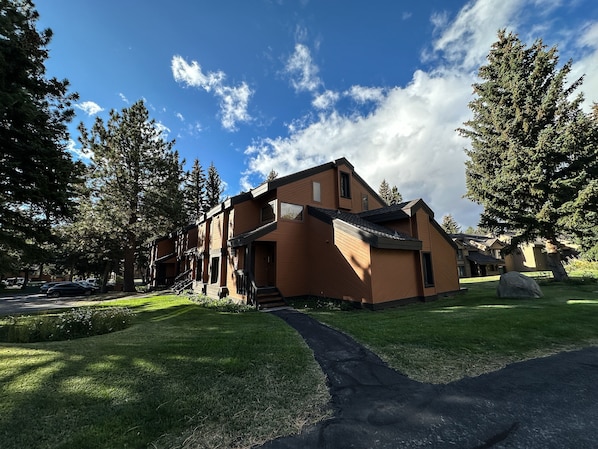 Tree, Fir, Neighborhood, Grass, Building