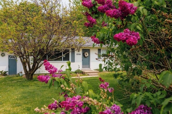 View of the front door and the lilacs that fill the front yard each spring. 