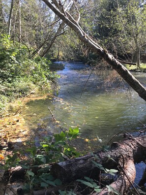 Salmon run in the fall