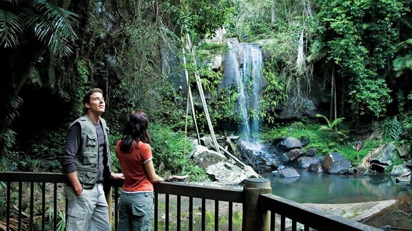 Take a hike at Curtis Falls, Tamborine National Park