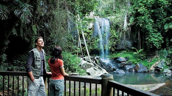 Take a hike at Curtis Falls, Tamborine National Park
