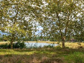 L'Eau, Plante, Paysage Naturel, Branche, Arbre, Plan D'Eau, Tronc, Banque, Lac