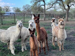 Experience an alpaca ranch stay complete with a complemantry guided alpaca tour.