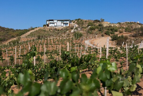 Kasa Kava Vineyards