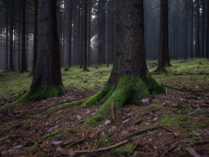 Utsikt från boendet
