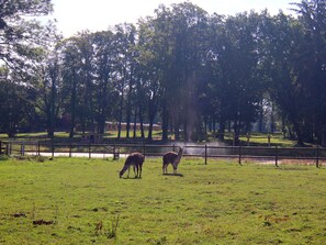 Vista desde la propiedad