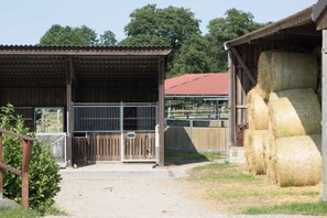 Immagine non classificata, 5 di 281, pulsante