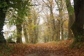 Autumn Driveway