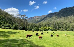 A luxury farm stay and bush retreat