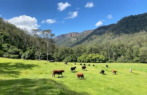 A luxury farm stay and bush retreat